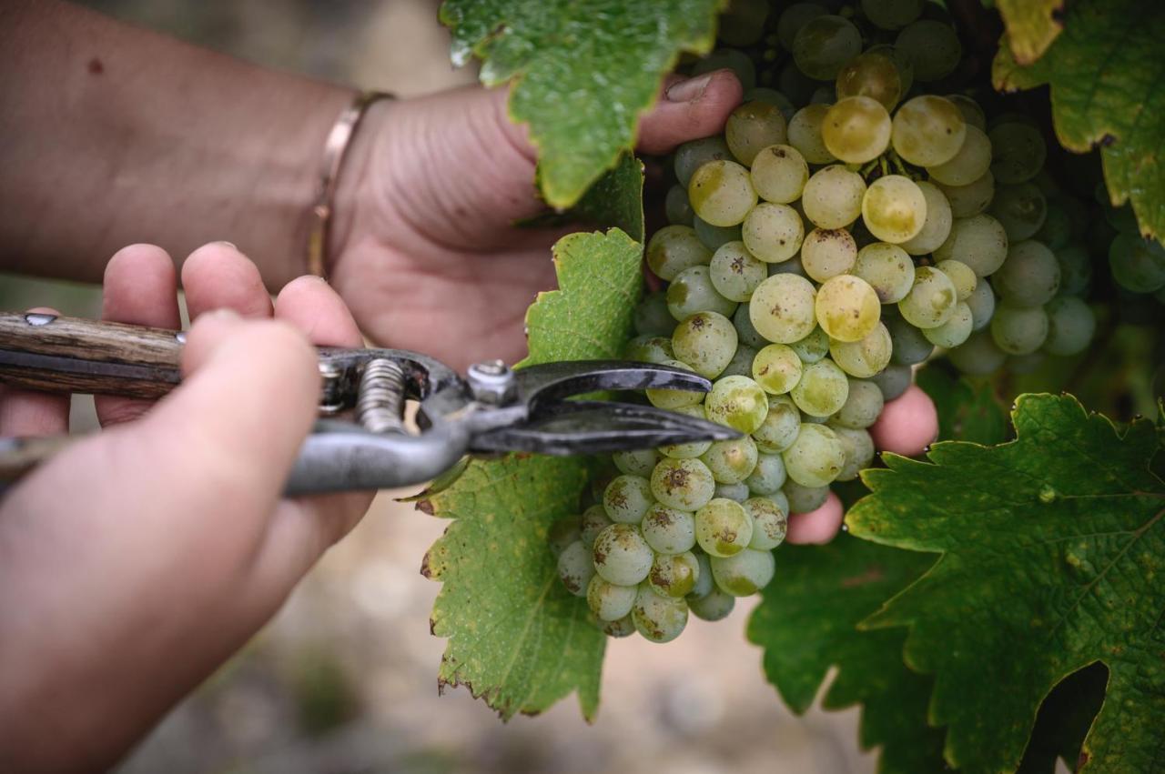 Vignoble Chateau Piegue - Winery Rochefort-sur-Loire Exterior foto