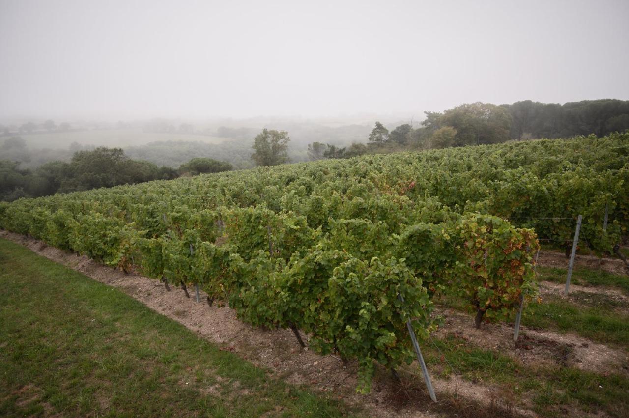 Vignoble Chateau Piegue - Winery Rochefort-sur-Loire Exterior foto