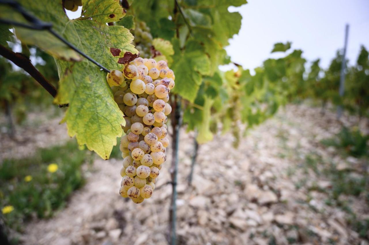 Vignoble Chateau Piegue - Winery Rochefort-sur-Loire Exterior foto