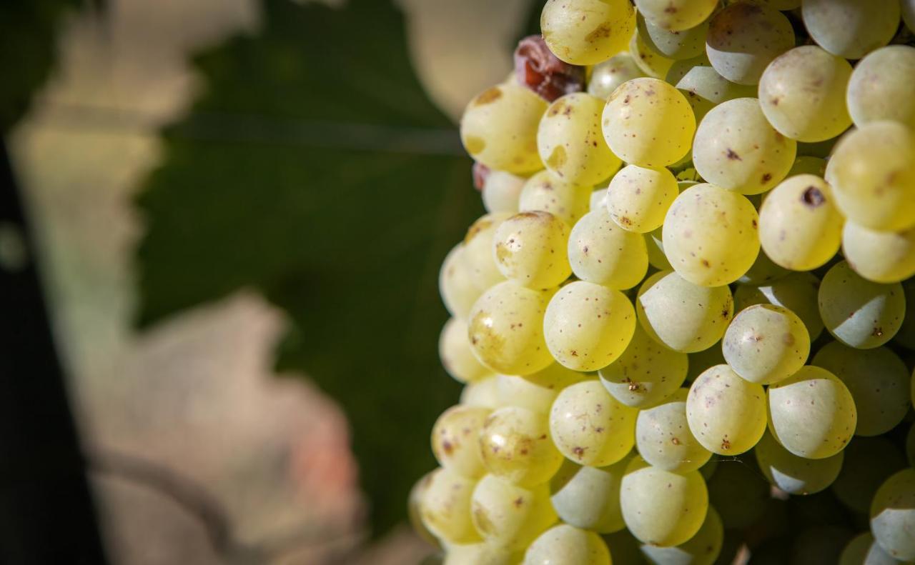 Vignoble Chateau Piegue - Winery Rochefort-sur-Loire Exterior foto