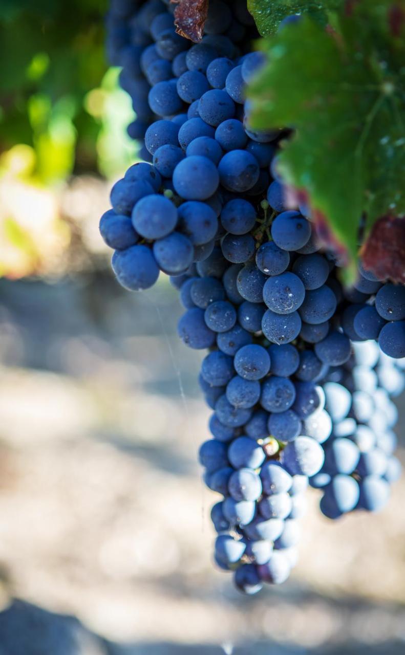 Vignoble Chateau Piegue - Winery Rochefort-sur-Loire Exterior foto